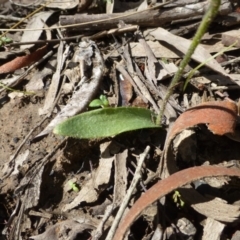 Glossodia major at Acton, ACT - suppressed