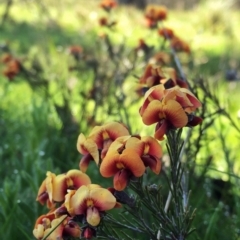 Dillwynia sp. Yetholme (P.C.Jobson 5080) NSW Herbarium at Wandiyali-Environa Conservation Area - 12 Oct 2016 by Wandiyali