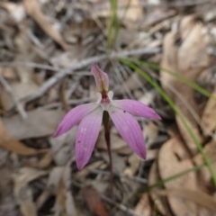 Caladenia fuscata (Dusky Fingers) at Point 5831 - 11 Oct 2016 by RWPurdie