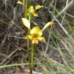 Diuris nigromontana (Black Mountain Leopard Orchid) at Point 5832 - 12 Oct 2016 by RWPurdie