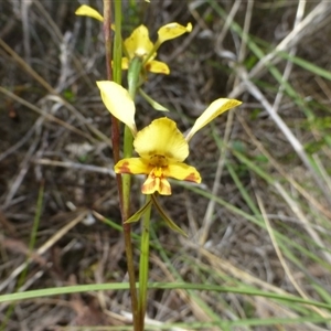 Diuris nigromontana at Point 5832 - 12 Oct 2016