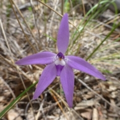 Glossodia major (Wax Lip Orchid) at Point 5831 - 11 Oct 2016 by RWPurdie