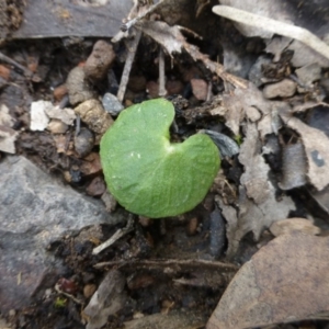 Acianthus exsertus at Acton, ACT - 12 Oct 2016