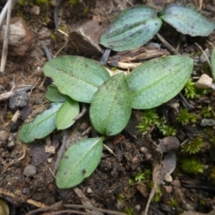 Chiloglottis reflexa at Acton, ACT - 12 Oct 2016