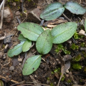 Chiloglottis reflexa at Acton, ACT - 12 Oct 2016