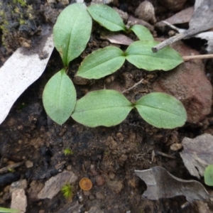 Chiloglottis sp. at Acton, ACT - 12 Oct 2016