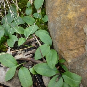 Chiloglottis sp. at Acton, ACT - 12 Oct 2016