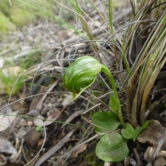 Pterostylis nutans (Nodding Greenhood) at Acton, ACT - 12 Oct 2016 by RWPurdie