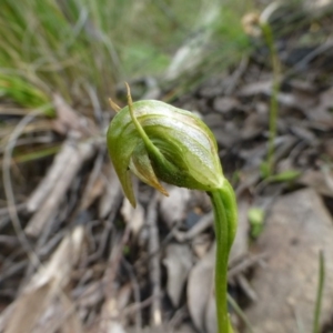 Pterostylis nutans at Acton, ACT - 12 Oct 2016