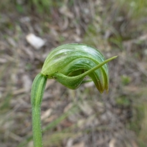 Pterostylis nutans at Acton, ACT - 12 Oct 2016