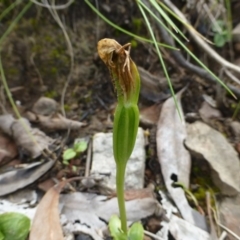 Pterostylis nutans at Acton, ACT - suppressed