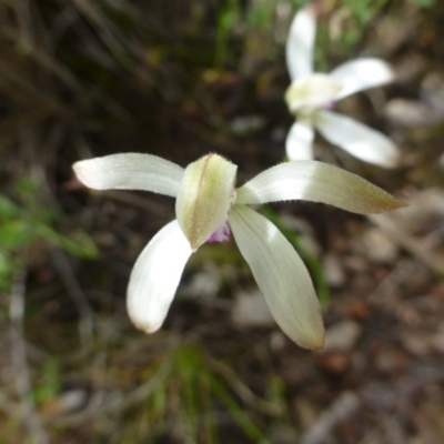 Caladenia ustulata (Brown Caps) at Acton, ACT - 12 Oct 2016 by RWPurdie