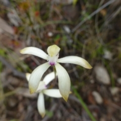 Caladenia ustulata at Acton, ACT - suppressed