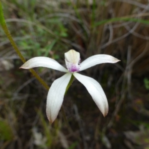 Caladenia ustulata at Acton, ACT - 12 Oct 2016