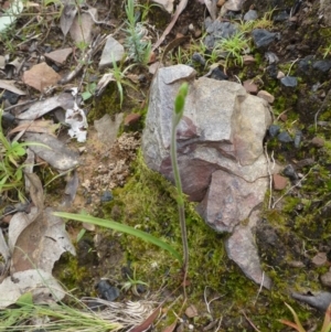 Caladenia sp. at Acton, ACT - 12 Oct 2016