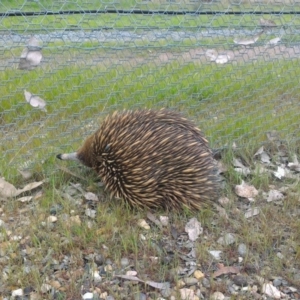 Tachyglossus aculeatus at Gungahlin, ACT - 12 Oct 2016 04:41 PM