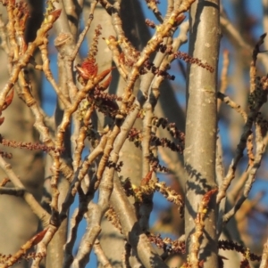 Populus nigra at Paddys River, ACT - 2 Oct 2016