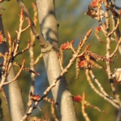 Populus nigra at Paddys River, ACT - 2 Oct 2016