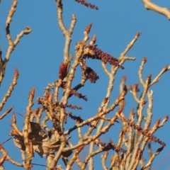 Populus nigra at Paddys River, ACT - 2 Oct 2016