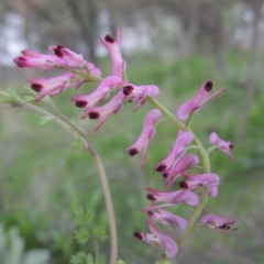 Fumaria sp. (Fumitory) at Point Hut to Tharwa - 2 Oct 2016 by michaelb