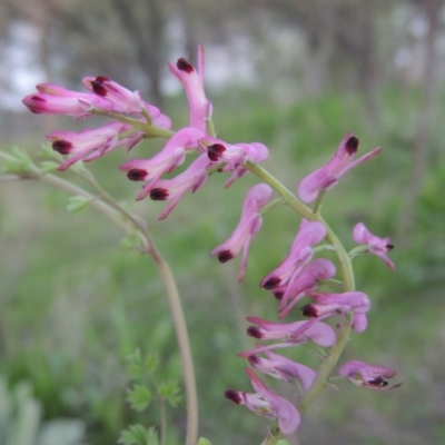 Fumaria sp. (Fumitory) at Paddys River, ACT - 2 Oct 2016 by michaelb