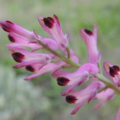 Fumaria sp. at Paddys River, ACT - 2 Oct 2016