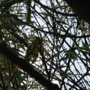 Falcunculus frontatus at Gigerline Nature Reserve - 12 Oct 2016 02:26 PM