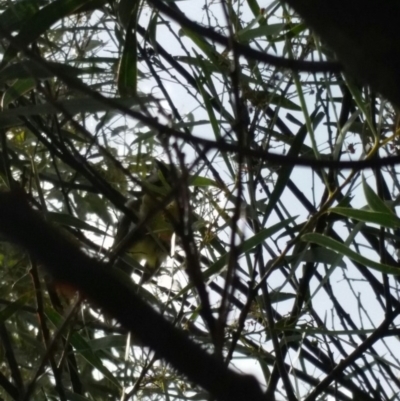 Falcunculus frontatus (Eastern Shrike-tit) at Gigerline Nature Reserve - 12 Oct 2016 by Maliyan