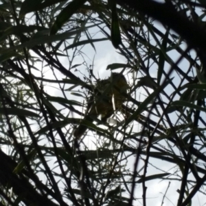 Falcunculus frontatus at Gigerline Nature Reserve - 12 Oct 2016 02:26 PM