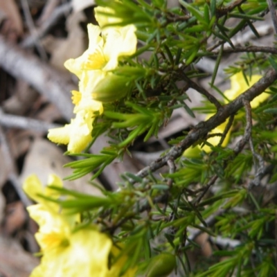 Hibbertia calycina (Lesser Guinea-flower) at Black Mountain - 9 Oct 2016 by Ryl