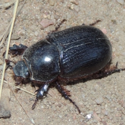 Dasygnathus sp. (genus) (Rhinoceros beetle) at Tennent, ACT - 7 Feb 2016 by michaelb