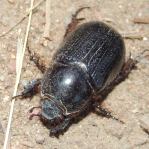 Dasygnathus sp. (genus) at Tennent, ACT - 7 Feb 2016 08:15 PM