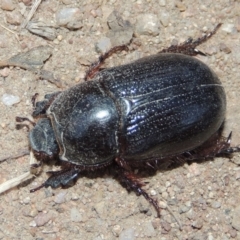 Dasygnathus sp. (genus) at Tennent, ACT - 7 Feb 2016 08:15 PM