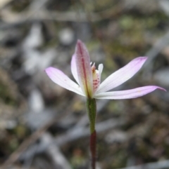 Caladenia fuscata (Dusky Fingers) at Point 5831 - 10 Oct 2016 by Ryl