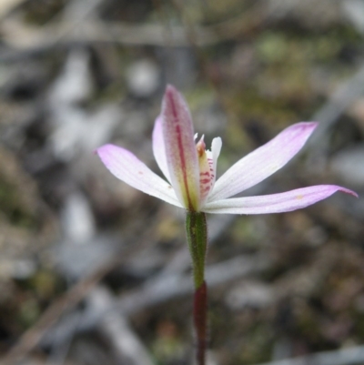 Caladenia fuscata (Dusky Fingers) at Point 5831 - 10 Oct 2016 by Ryl