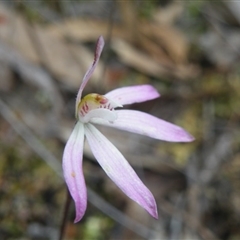 Caladenia fuscata at Undefined Area - suppressed