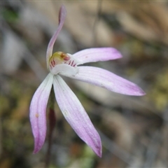 Caladenia fuscata at Undefined Area - suppressed