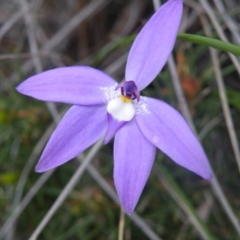 Glossodia major (Wax Lip Orchid) at Point 5831 - 9 Oct 2016 by Ryl