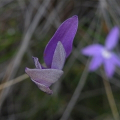 Glossodia major at Undefined Area - suppressed