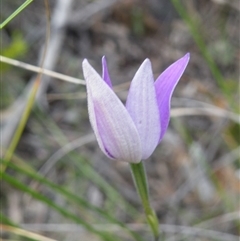 Glossodia major at Undefined Area - suppressed