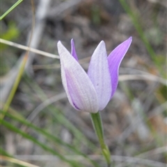 Glossodia major at Point 5831 - suppressed