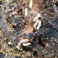 Coptotermes sp. (genus) (Termite) at Black Mountain - 9 Oct 2016 by Ryl