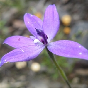 Glossodia major at Undefined Area - suppressed