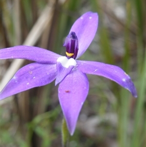 Glossodia major at Undefined Area - suppressed