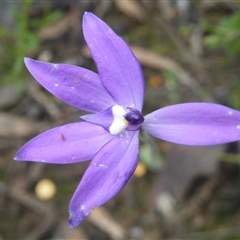 Glossodia major at Undefined Area - suppressed