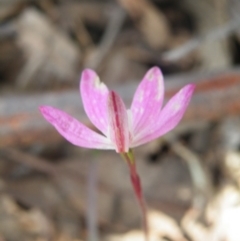 Caladenia fuscata (Dusky Fingers) at Point 5831 - 10 Oct 2016 by Ryl