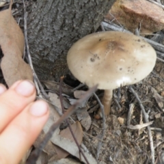 Oudemansiella gigaspora group (Rooting Shank) at Acton, ACT - 9 Oct 2016 by Ryl