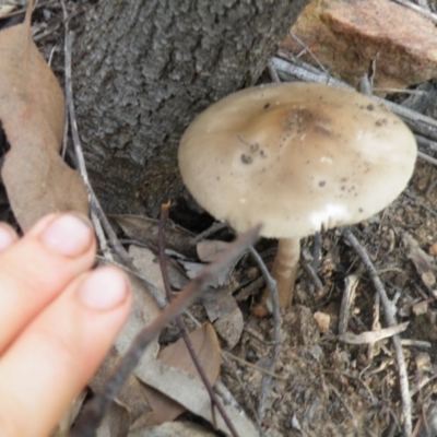 Oudemansiella gigaspora group (Rooting Shank) at Acton, ACT - 10 Oct 2016 by Ryl
