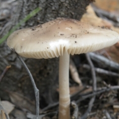 Oudemansiella gigaspora group at Acton, ACT - 10 Oct 2016