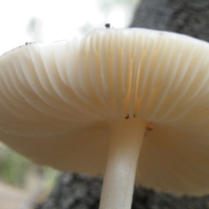 Oudemansiella gigaspora group at Acton, ACT - 10 Oct 2016